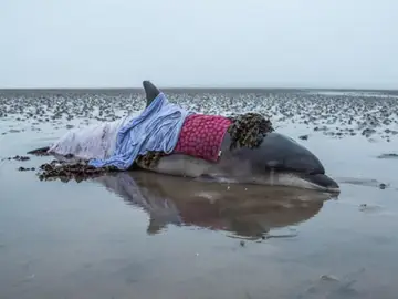 Imagen del delfín varado en la bahía de Nigg, que fue salvado por la conductora. Imagen del delfín varado en la bahía de Nigg, que fue salvado por la conductora.