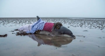 Imagen del delfín varado en la bahía de Nigg, que fue salvado por la conductora.