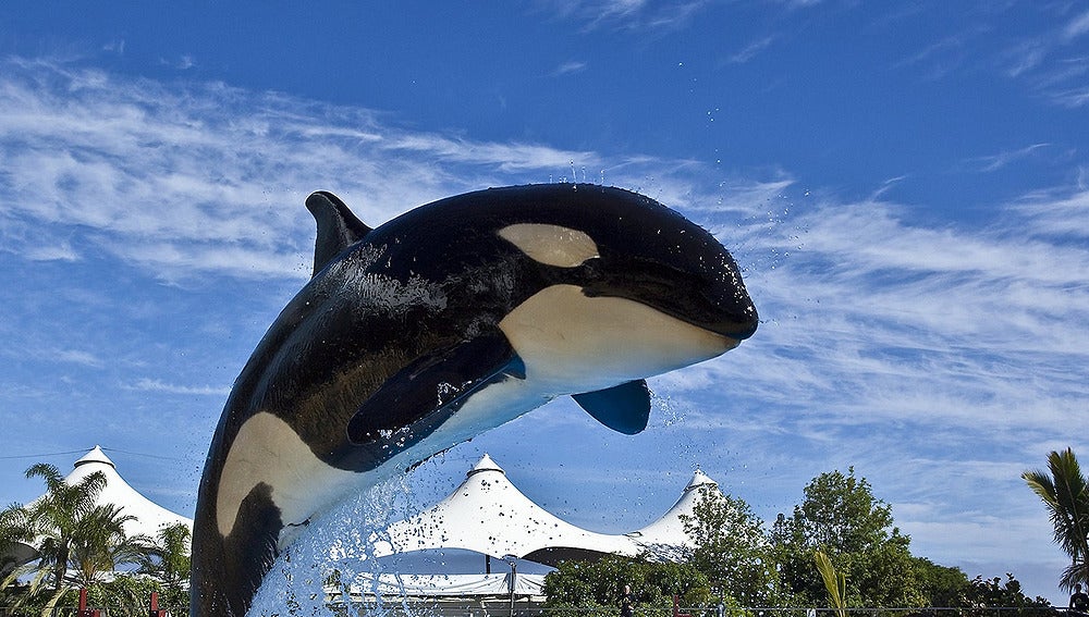 Orca