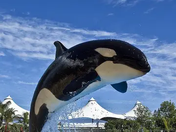 Orca Orca