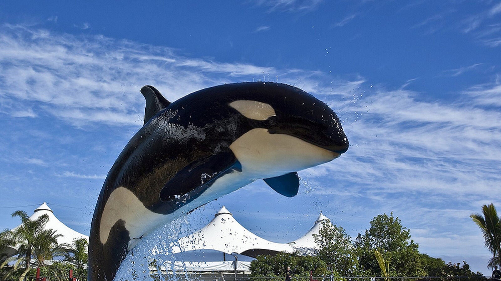 California prohíbe la cría de orcas en cautividad y los espectáculos en parques temáticos