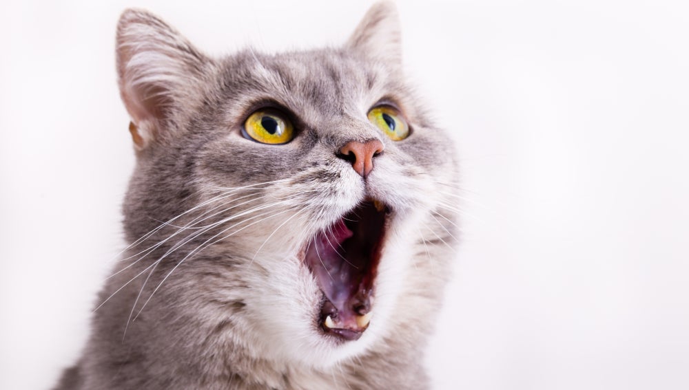 Gato maullando