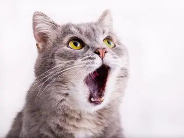 Gato maullando Gato maullando