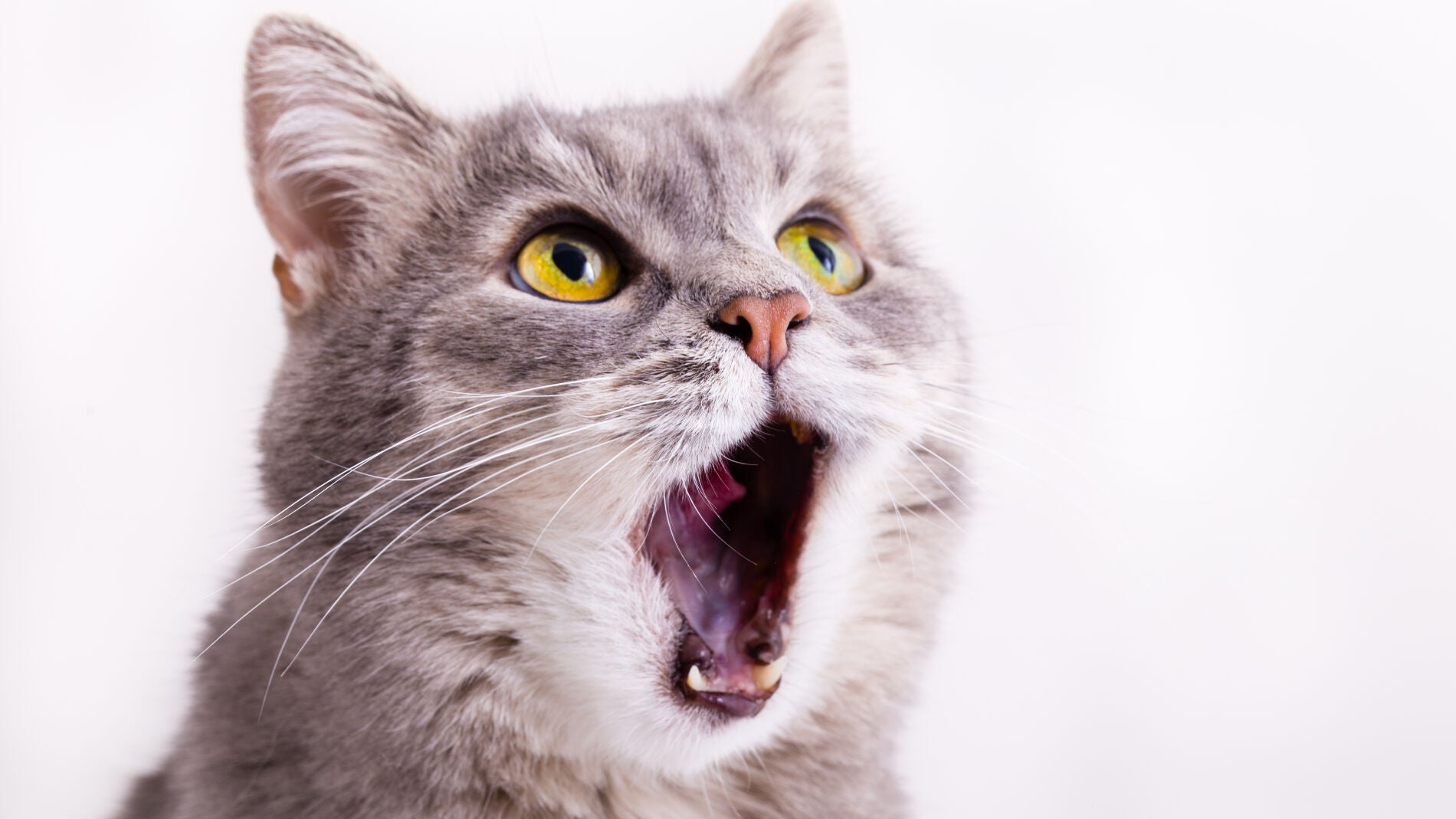 Gato maullando