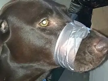 Tapó la boca a su perro con cinta adhesiva Tapó la boca a su perro con cinta adhesiva