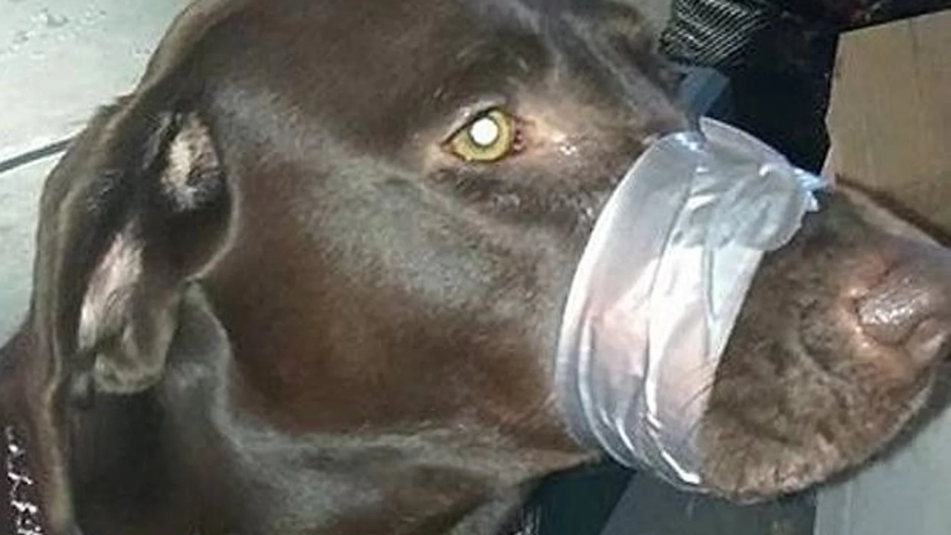 Tapó la boca a su perro con cinta adhesiva Tapó la boca a su perro con cinta adhesiva