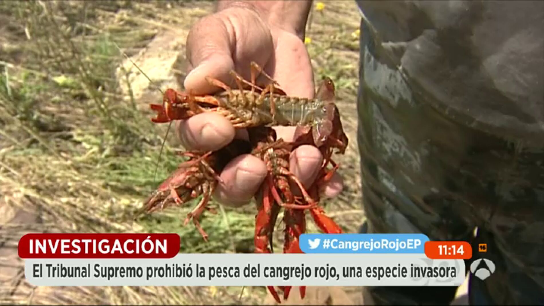 Frame 0.0 de: cangrejo