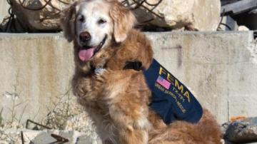 Bretagne, el héroe canino que ayudó a salvar vidas en el 11-S.