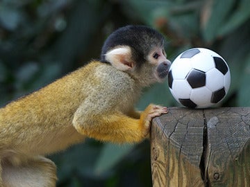 Un mono juega al fútbol.