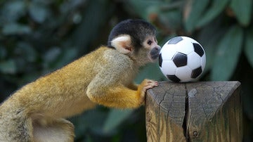 Un mono juega al fútbol.