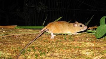 El roedor extinguido 'Melomys rubicola'