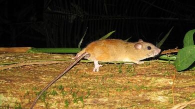 Desaparece la primera especie de mamífero a causa del cambio climático