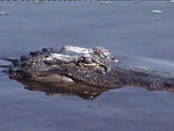 Caimán en Florida