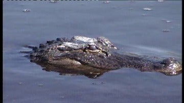 Caimán en Florida