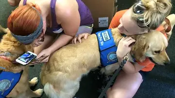 Una chica abraza a un perro Una chica abraza a un perro
