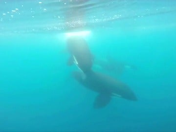 Frame 60.438221 de: Una familia de orcas de paseo en aguas del Cantabrio