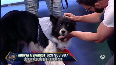 ¿Te gustaría adoptar a Sparrot?