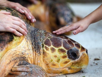 Tortuga liberada en Miami