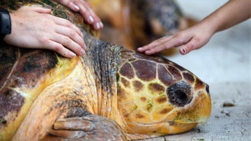 Tortuga liberada en Miami