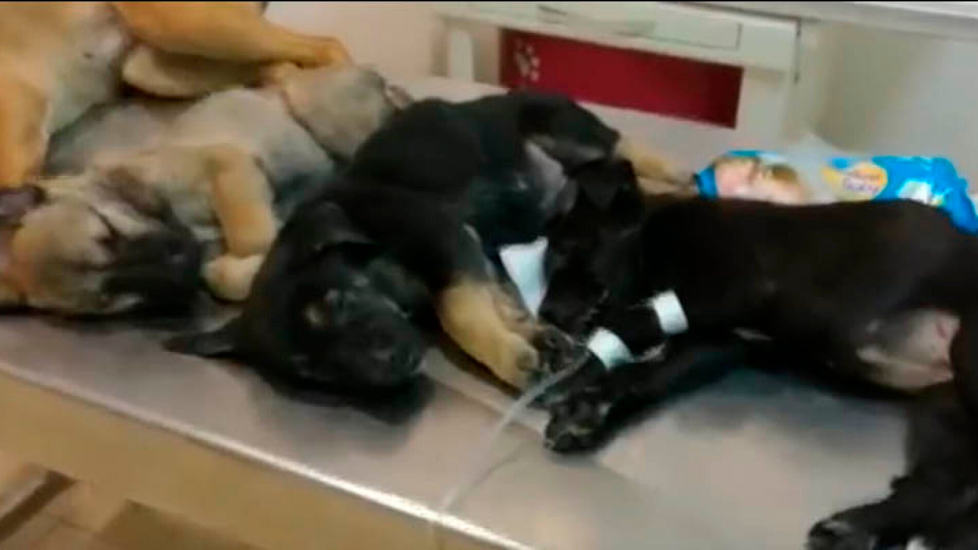 Tres de los cinco cachorros encontrados