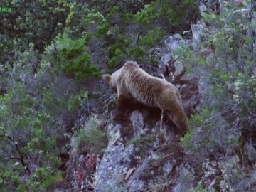 Frame 16.588629 de: "Cantábrico: los dominios del oso pardo".