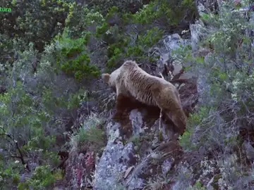 Frame 16.588629 de: "Cantábrico: los dominios del oso pardo". Frame 16.588629 de: "Cantábrico: los dominios del oso pardo".