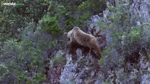 Frame 16.588629 de: "Cantábrico: los dominios del oso pardo". Frame 16.588629 de: "Cantábrico: los dominios del oso pardo".