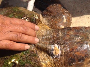 Un grupo de bañistas deja morir a una tortuga en peligro de extinción después de aplastarla por un selfie
