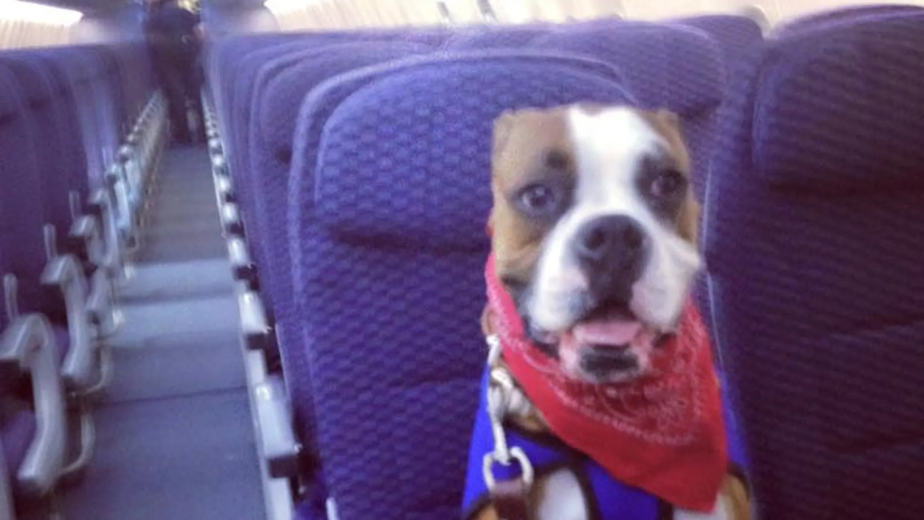 Óscar el bóxer Óscar el bóxer