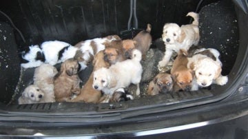 Los 20 cachorros rescatados