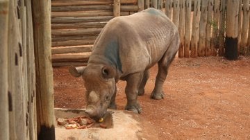 Eliska, la rinoceronte oriental