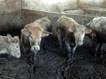 Imagen de algunas de las vacas encontradas en estado de inanición en la granja