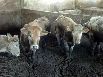 Imagen de algunas de las vacas encontradas en estado de inanición en la granja Imagen de algunas de las vacas encontradas en estado de inanición en la granja