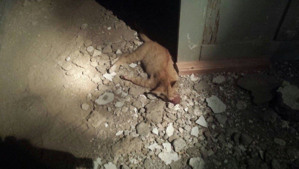 Foto del gato muerto