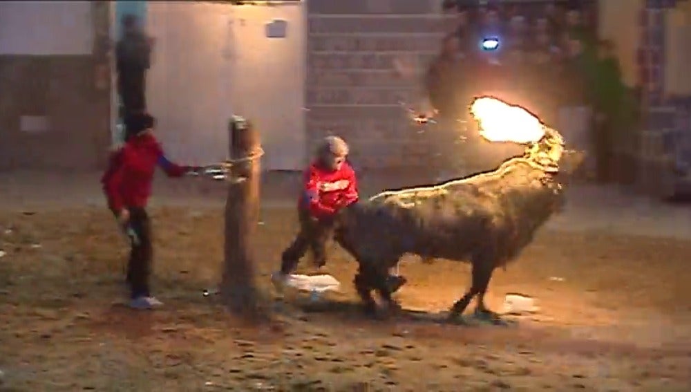 Frame 35.61206 de: Tensión en el ayuntamiento de Valencia por la prohibición de festejos taurinos