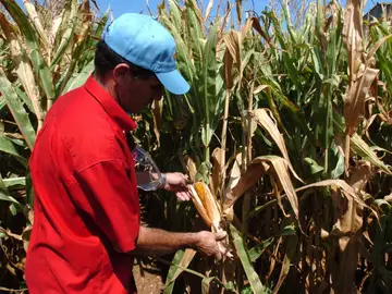 Alimentos transgénicos Alimentos transgénicos