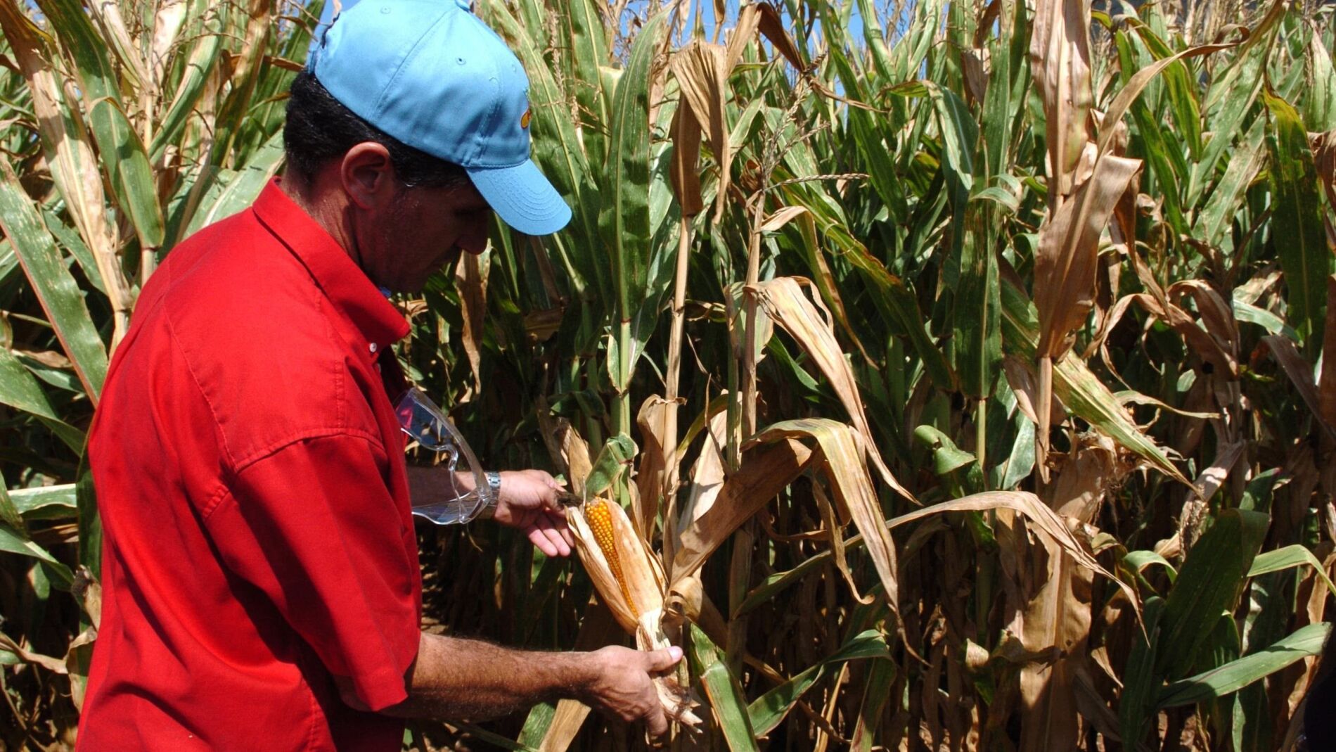 Alimentos transg&eacute;nicos