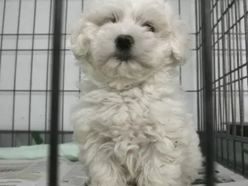 Un perro en una jaula - Imagen de archivo Un perro en una jaula - Imagen de archivo