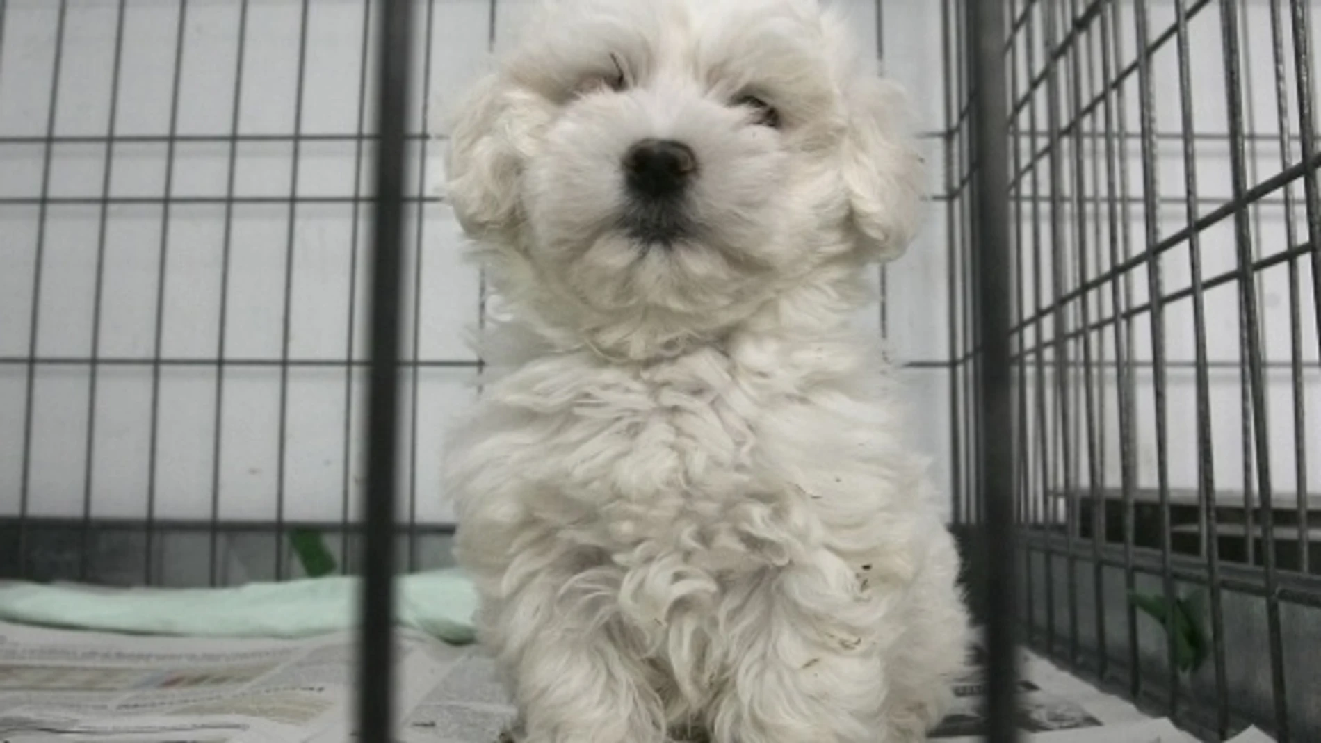 Un perro en una jaula - Imagen de archivo Un perro en una jaula - Imagen de archivo