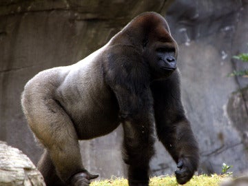 El gorila Bantú