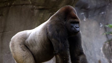 El gorila Bantú