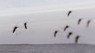 Fotograf&iacute;a de mosquito Aedes aegypti, transmisor del virus del Zika
