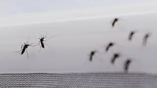 Fotografía de mosquito Aedes aegypti Fotografía de mosquito Aedes aegypti, transmisor del virus del Zika