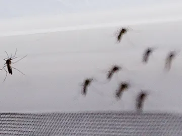 Fotografía de mosquito Aedes aegypti Fotografía de mosquito Aedes aegypti