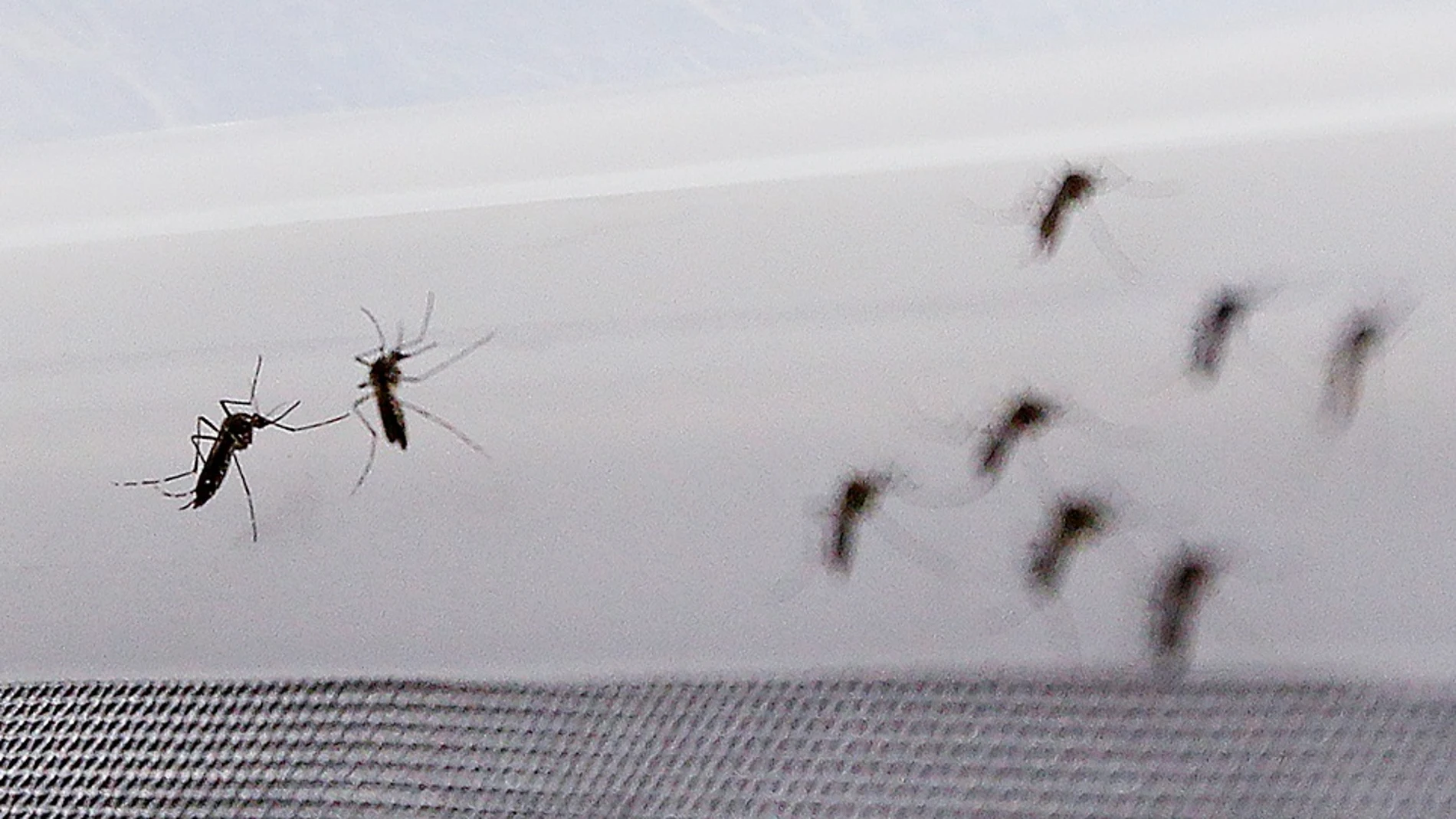 Fotografía de mosquito Aedes aegypti