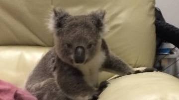 Koala subido a un sofá