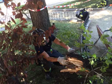 Un bombero retira la rama del árbol caída Un bombero retira la rama del árbol caída