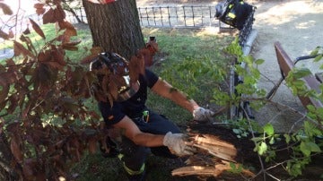 Un bombero retira la rama del árbol caída