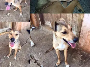 El perro de Polinyà sano y salvo El perro de Polinyà sano y salvo
