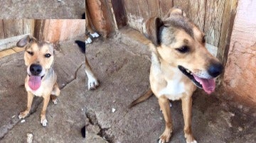 El perro de Polinyà sano y salvo